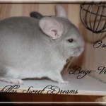Osiris, Beige-Violet