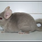 Pastis 11.01.12 (12)