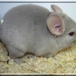 Pastis 11.01.12 (13)