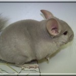 Pastis 11.01.12 (14)
