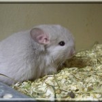 Pastis 11.01.12 (4)