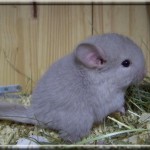 Pastis 11.01.12 (5)
