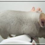 Pastis 11.01.12 (9)