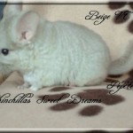 Pépète, beige hétérozygote porteuse violet
