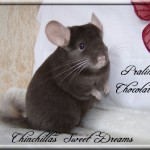 Praline Chocolat Hétérozygote