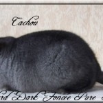 Cachou, Standard Pur