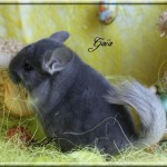 Gloria, Violet