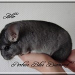 Alto, Porteur Blue Diamond