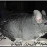 Igloo, Porteur Deutsch Violet