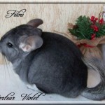Filou, Porteur Violet