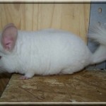 Zaky 11.10.06 (13)