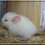 Zaky 11.10.06 (8)
