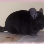 bandit 10.11.11