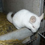 Chinchilla détenu dans un clapier à lapin en béton, aucune planche, paille au fond, crasse.