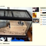 Chinchilla détenu dans un terrarium, aucune planche, pas de possibilité de sauter, risque de développement de moisissure (humidité) et chaleur trop importante à l'intérieur.