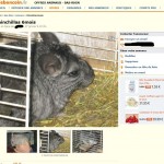 Encore des animaux sur une litière de foin, fourrure non entretenue, pas de terre à bain. Vendus comme animaux de reproduction !!!! Prix 15€ pièce
