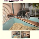 Animal gravement atteint de fur-chewing !!! Nécessiterait une prise en charge d'urgence. Planches en bois traité/vernis (toxique). Vendu comme couple reproducteur!!