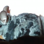 Fur-chewing