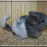 jumbe (11)