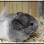 jumbe (14)