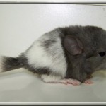 jumbe (7)