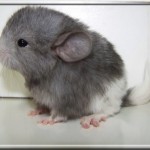 jumbe (8)