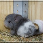 jumbe (9)
