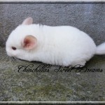 mellita (8)