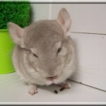 noisette (12)