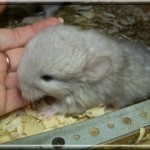 noisette (3)