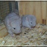 noisette (4)