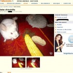 Maïs et pain dur + fourrure crasseuse non entretenue