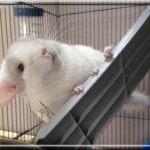 Nuty, White Tan Hétérozygote