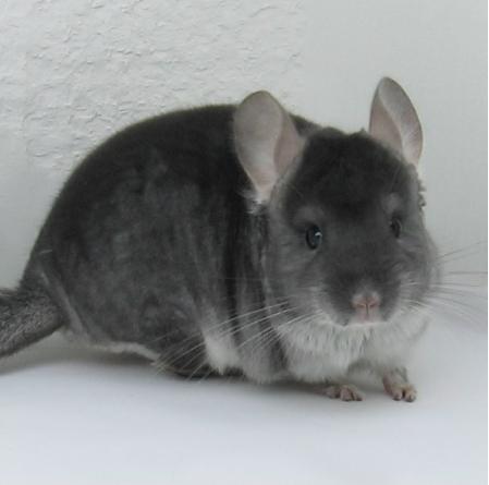 saphirvelvet