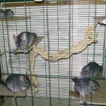 6 animaux dans la même cage, visiblement le couple père/mère et leur progéniture d'âge différent (consanguinité probable)