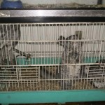 3 malheureux chinchillas dans une minuscule cage à hamster !