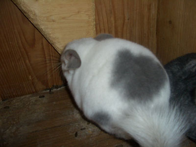 whiteviolet